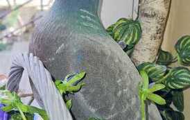 IMG-20260428-WA0052