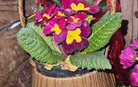 IMG-20260428-WA0049