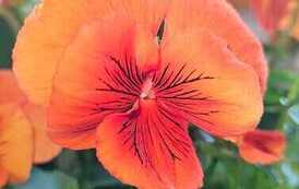 IMG-20260428-WA0042