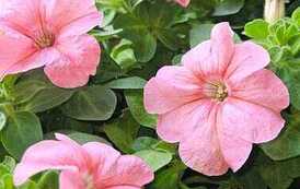 IMG-20260428-WA0041