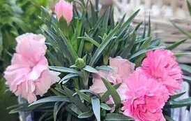 IMG-20260428-WA0040