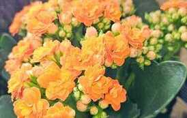IMG-20260428-WA0027