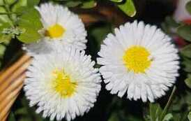 IMG-20260428-WA0020