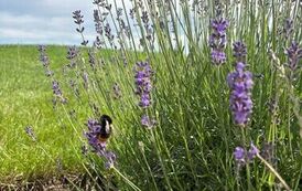 IMG-20260623-WA000012