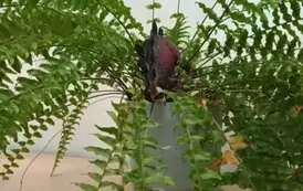 Dzień Dinozaura w oddziałach przedszkolnych 0a i 0b 2025 19