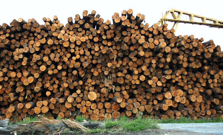 Sąg drewna w lesie przygotowany do wywiezienia